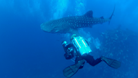 Whaleshark and me